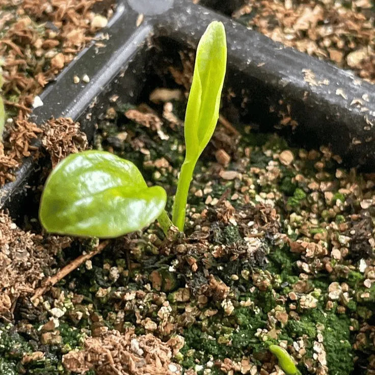🌿Garden Favorite Hosta Bulbs – Lush Foliage, Shade-Loving Perennial Garden Plants🪴