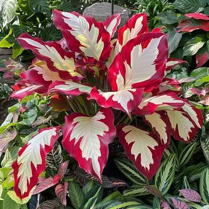 🌿Garden Favorite Hosta Bulbs – Lush Foliage, Shade-Loving Perennial Garden Plants🪴
