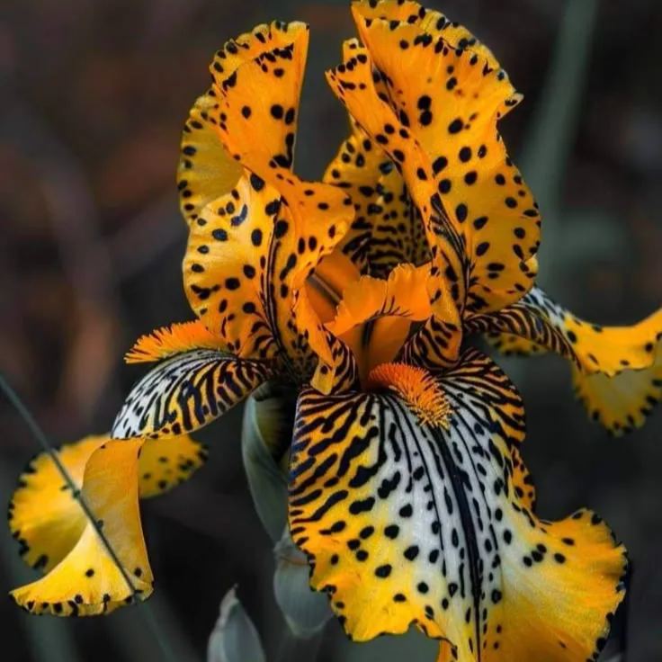 Celestial Frost-Rare Iris Bulbs⚜️