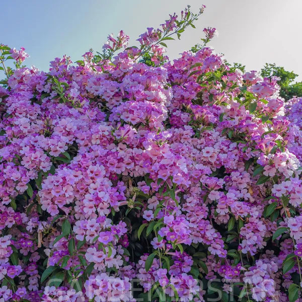 Garlic Vine, Mansoa Alliacea Seeds