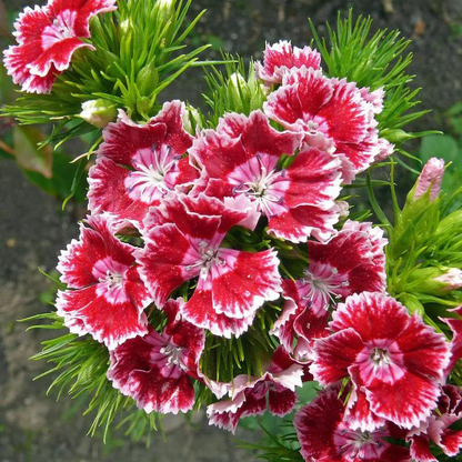 WEE Willie Dwarf SWEET WILLIAM Mixed Colors Dianthus Barbatus Flower Seeds
