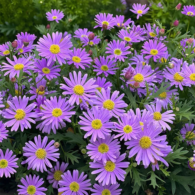 🌼Insect Killers: Pyrethrum Daisy Seeds