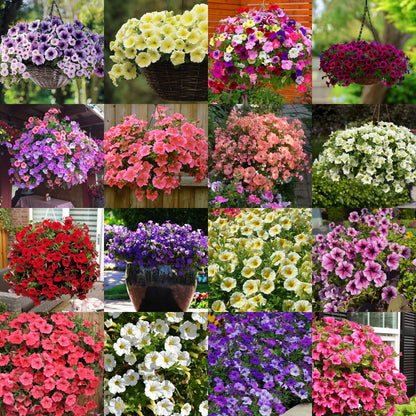 🌸Petunia Seeds