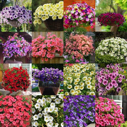 🌸Petunia Seeds