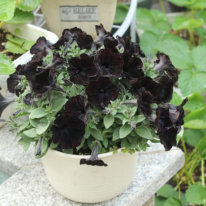 Petunia Black Velvet Seeds