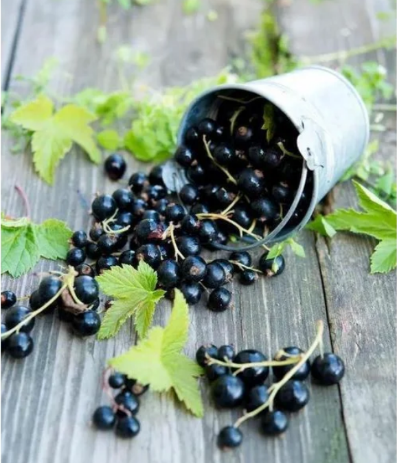 Multicolor Gooseberry Seeds