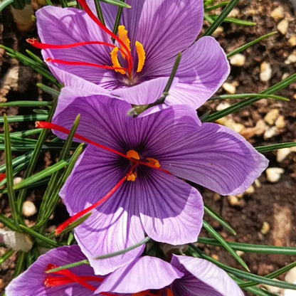 Saffron Crocus Bulbs - Crocus Sativus