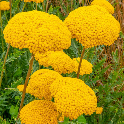 Parker's Variety Yarrow