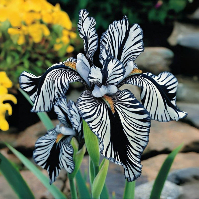 ⚜️Rare Tall Bearded Iris (Premium Rhizome Variety)