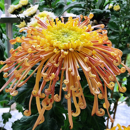 Rare Golden Chrysanthemum Seeds-Longevity Flower💞