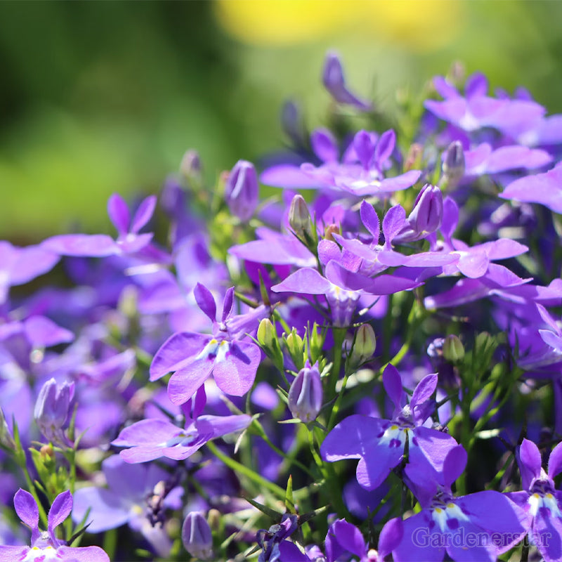 🌈Optimal Carpet Plant✨Creeping Lobelia Erinus Seeds