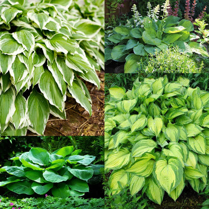Hosta – The Shade-Loving Elegance for Your Garden 🌿✨
