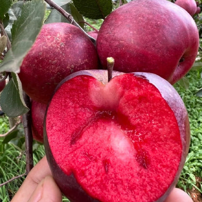 Red Flesh Apple Seeds