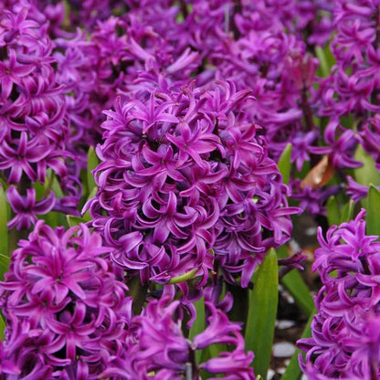 💜Hyacinth Bulbs – Fragrance You Can Grow