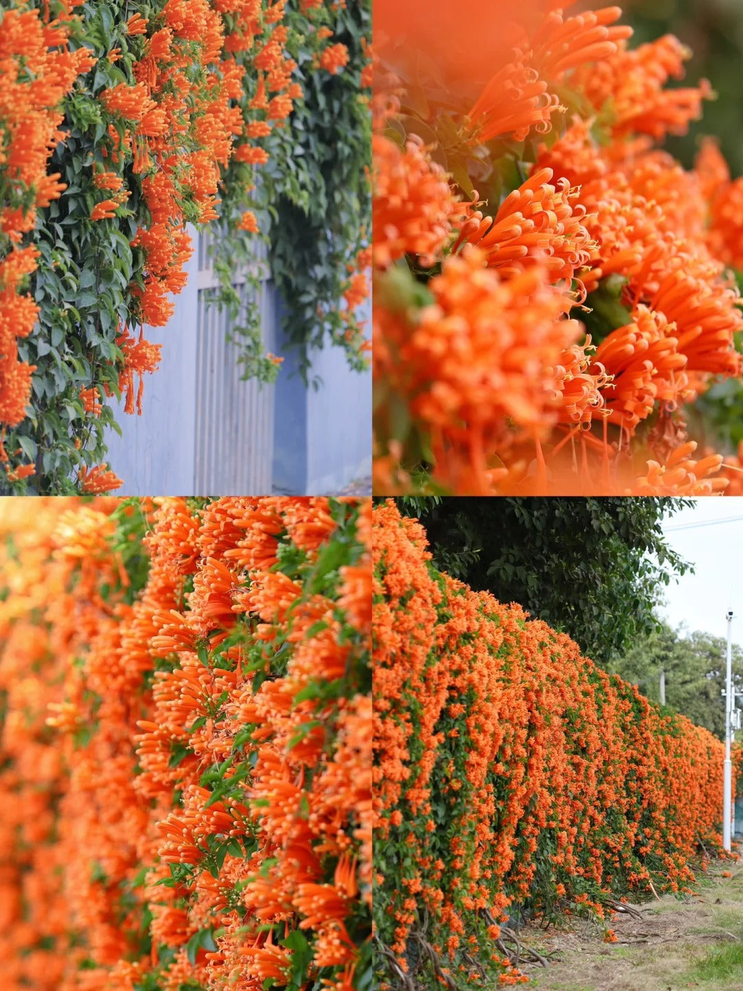 🧡Pyrostegia Venusta Flower