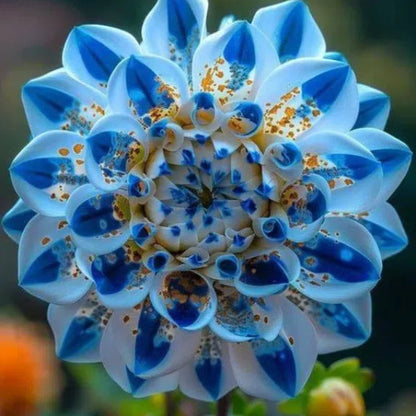 🌸Captivating Starry Night Dahlia 🌸