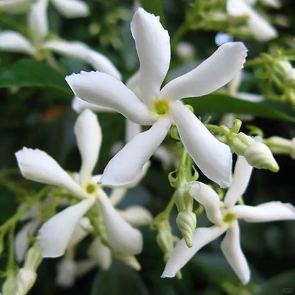 Climbing Plants Mix Seeds