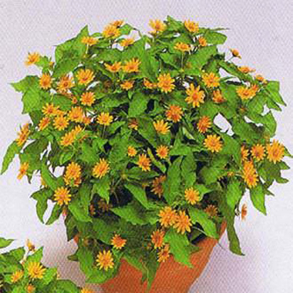 Melampodium paludosum Seeds, Original Package 20pcs Garden bonsai Flower seeds, high temperature resistance