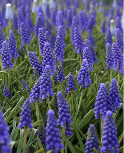 Grape Hyacinth Seeds