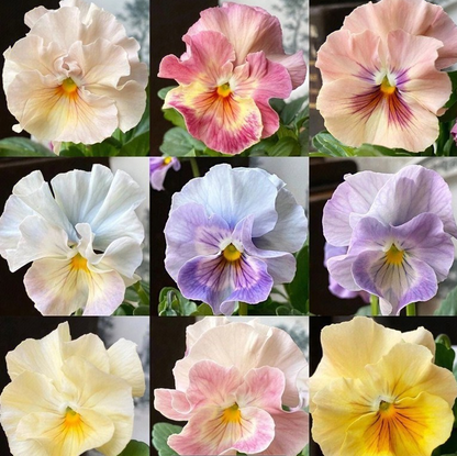 💐 Pansy Winter Elf Series - I Miss You Endlessly