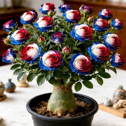 🌵 DESERT ROSE BULBS– EXOTIC BLOOMS, EFFORTLESS BEAUTY! 🌺✨