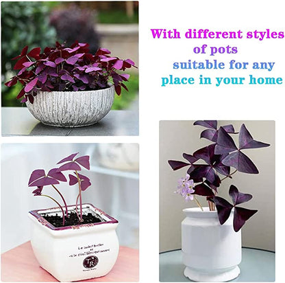 💜Purple Luck Oxalis Bulbs