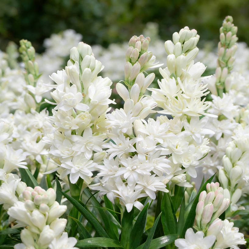 🌺Double Tuberose Bulbs