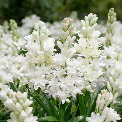 🌺Double Tuberose Bulbs