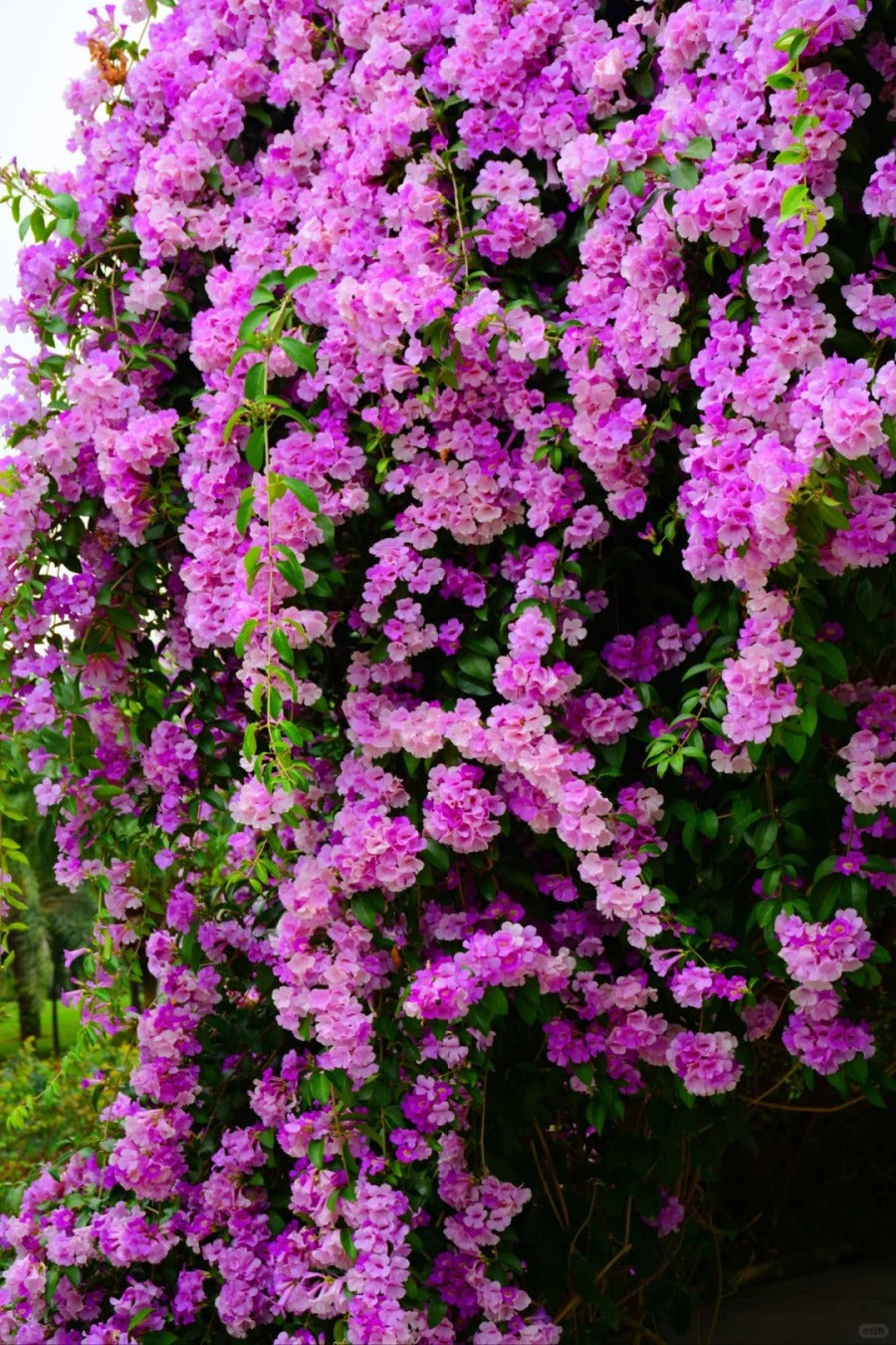 Garlic Vine, Mansoa Alliacea Seeds