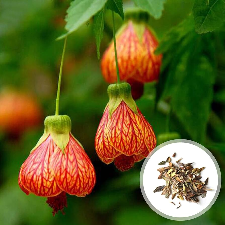 Abutilon Pictum Seeds