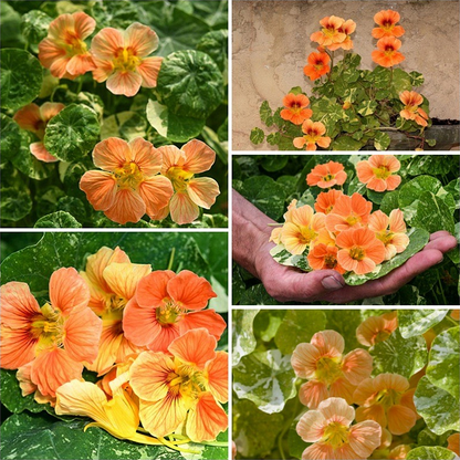 Nasturtium Seeds– Edible Flower for Salads & Garden Color🌼