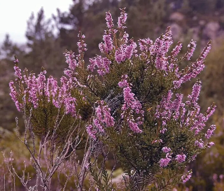Purple Heather-callun