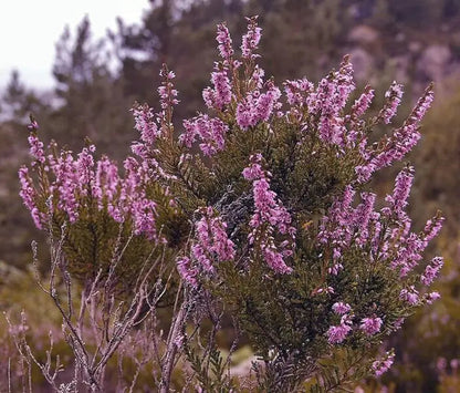 Purple Heather-callun