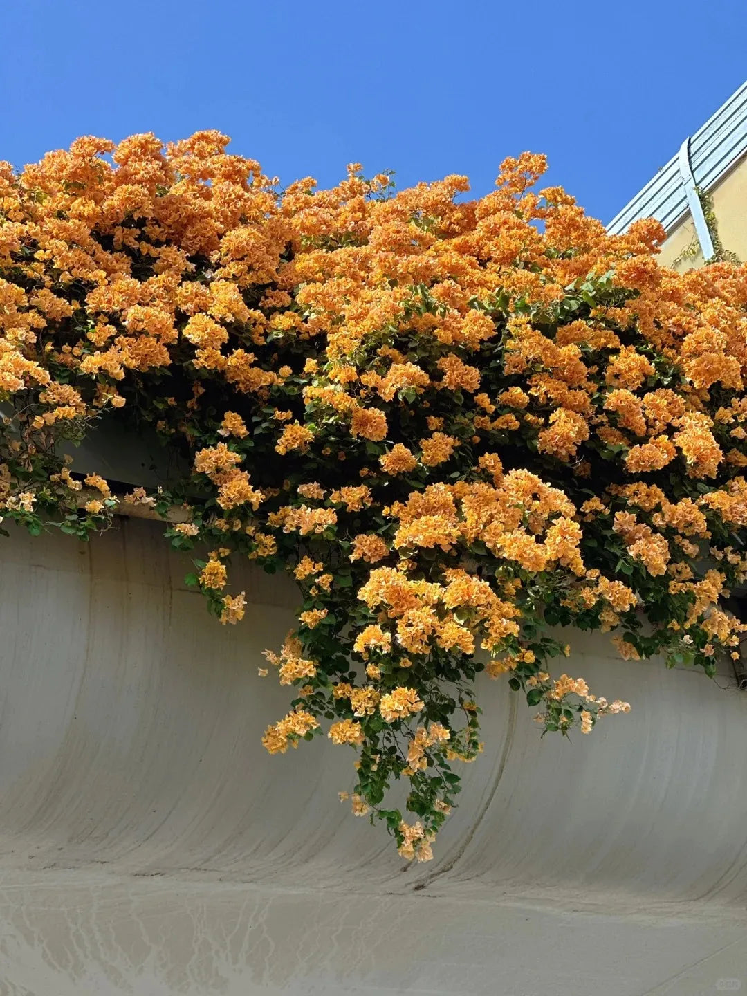 💐Bougainvillea – Easy To Grow And Beautiful