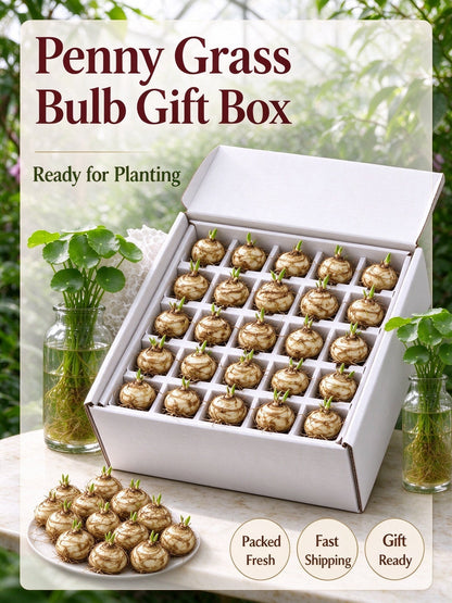 💰 Coin-leaf plant bulb—your very own good fortune 🌿