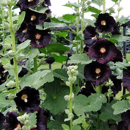 Single Flowered Hollyhock Seeds