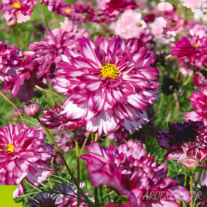 🌸Double Cosmos Seeds-Flower of Happiness