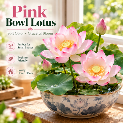 🪷Water lily - The Sacred Bonsai Lotus Flower