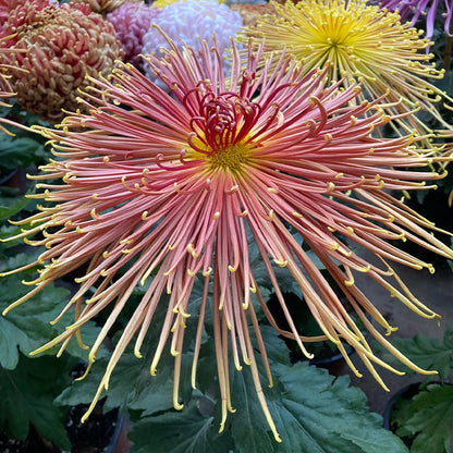 Rare Golden Chrysanthemum Seeds-Longevity Flower💞