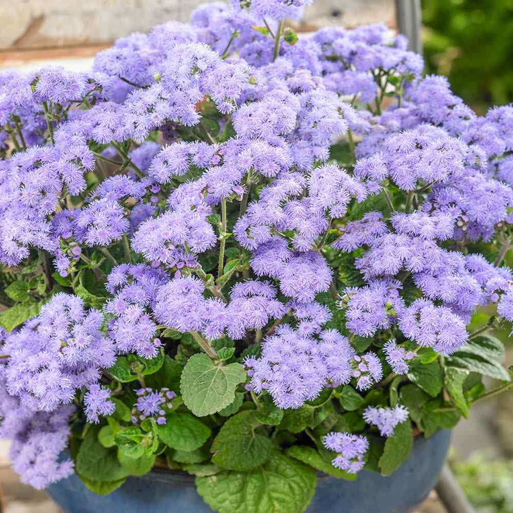 Ageratum Seeds—Heirloom Seed