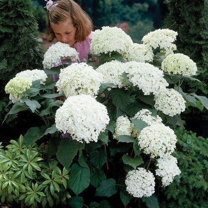 Hydrangea Seed: Unlock Nature's Beauty