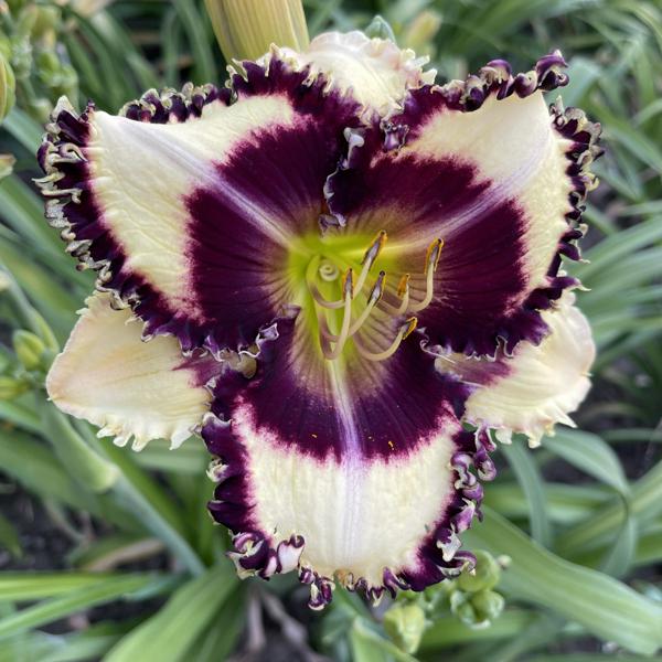 Daylily Hybrid Flowers Seeds, Hemerocallis Hybrid, 20pcs/pack