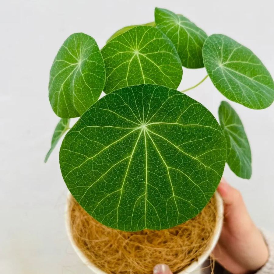 🌲Stephania Erecta Climbing Greenery🌿A Vine Adventure