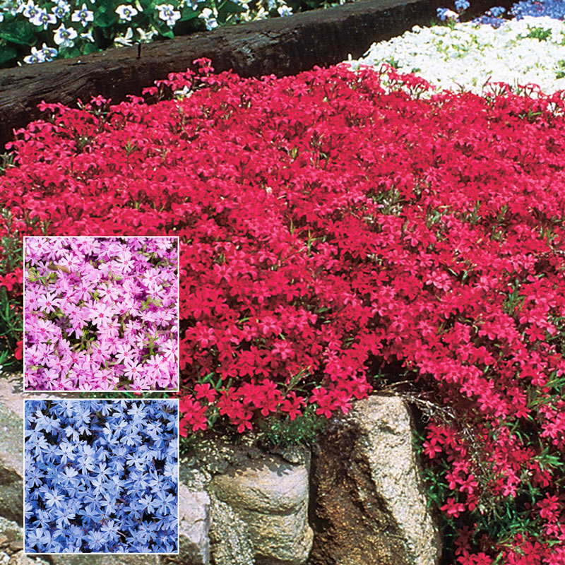 💐Vibrant Tapestry of Color ✨Creeping Phlox Seeds, Shibazakura Seeds
