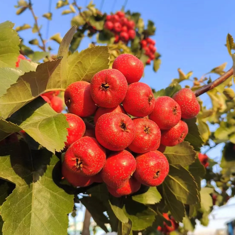 Hawthorn Seeds