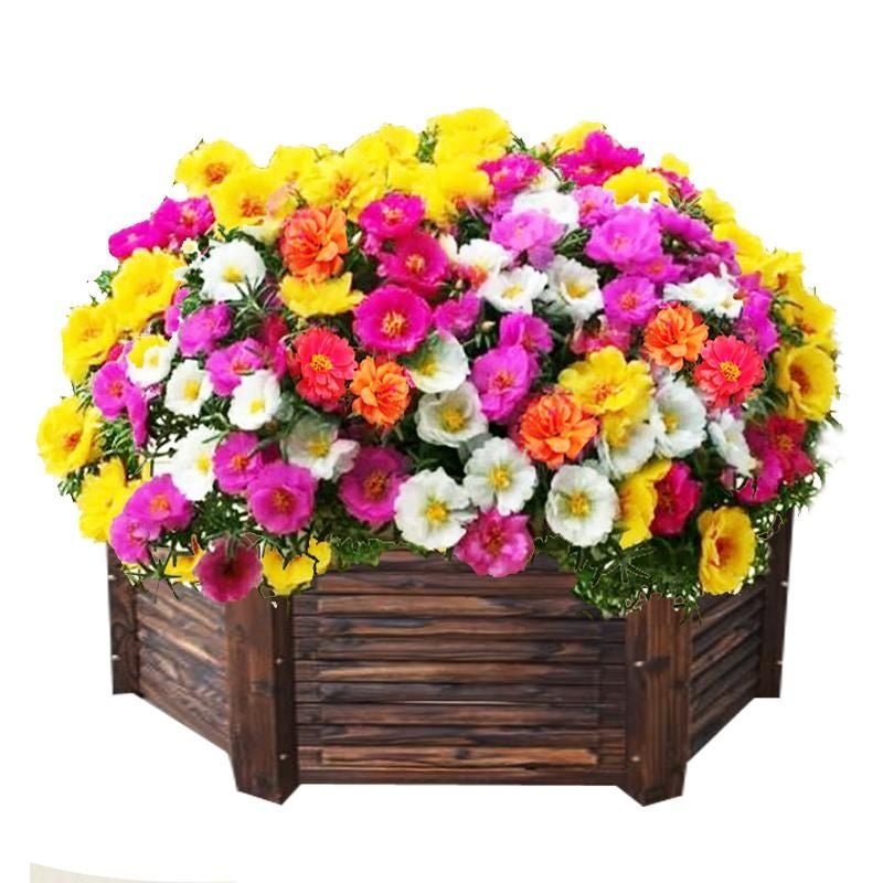 10000 Pcs Muti-color portulaca Seeds