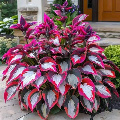 Hosta Magic 🌿Rare Hosta Seeds🌿