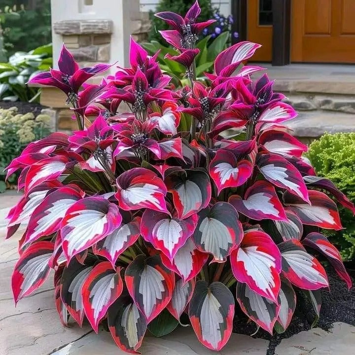 From Seed to Stunning – Hosta Magic 🌿Rare Hosta Seeds🌿