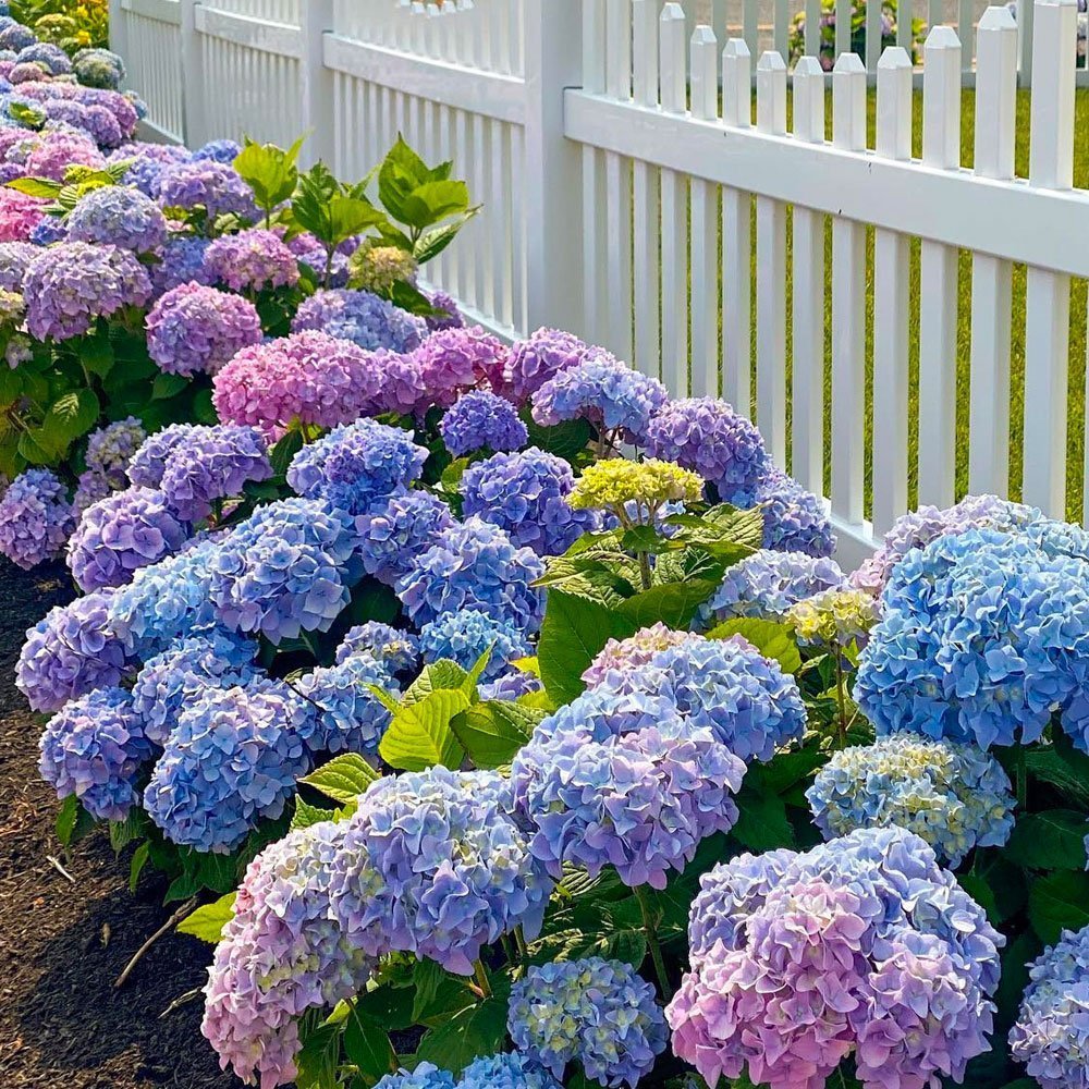 🌸Hydrangea – The Timeless Beauty of Every Garden ✨