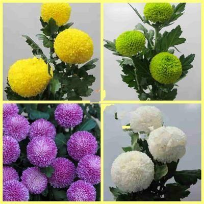 20 colorful ping pong chrysanthemum seeds